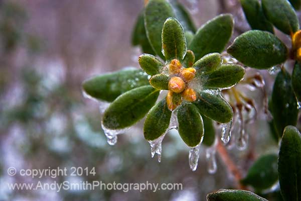 Icy Rhododendron Swirl